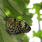 Schmetterling; Butterfly World; Fort Lauderdale