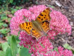 Schmetterling C Falter