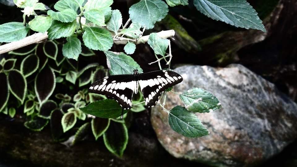 Schmetterling