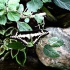 Schmetterling