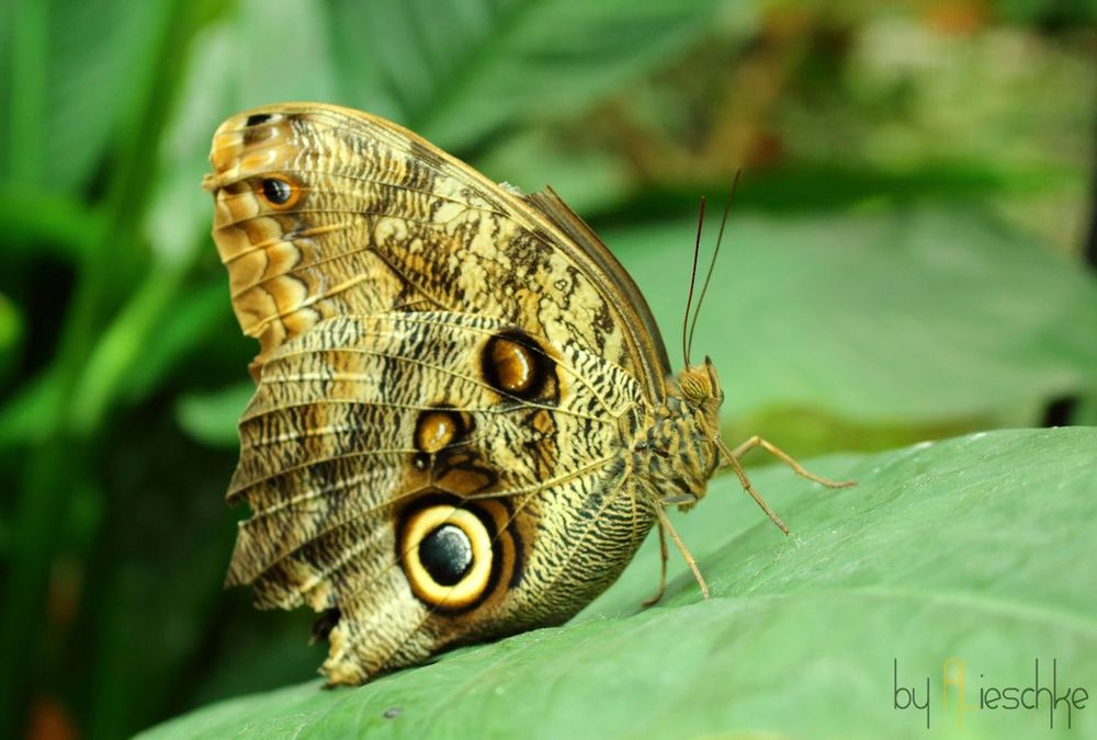 Schmetterling