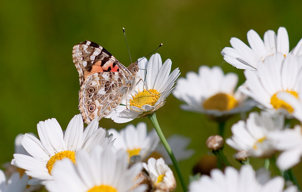 Schmetterling