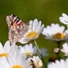 Schmetterling