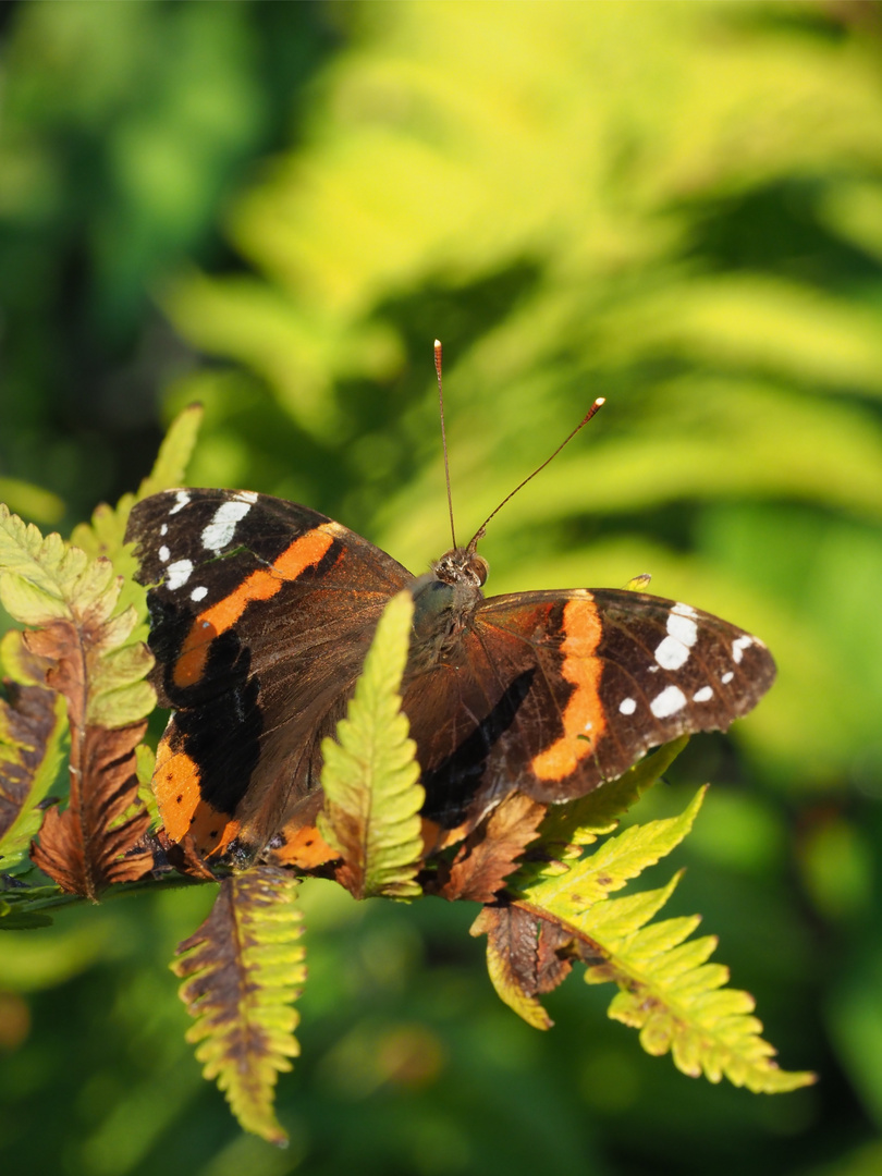 Schmetterling 