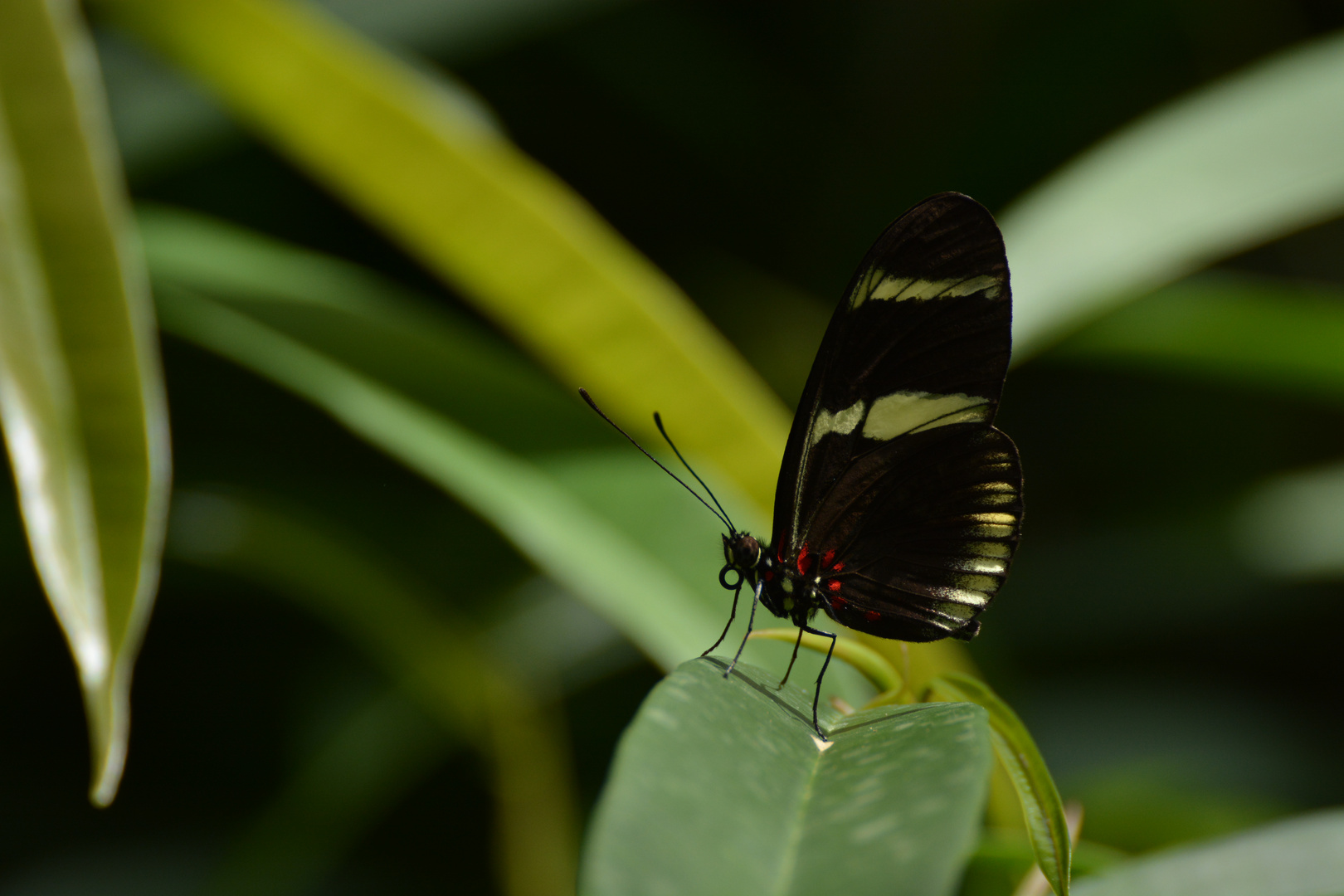 Schmetterling