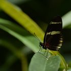 Schmetterling