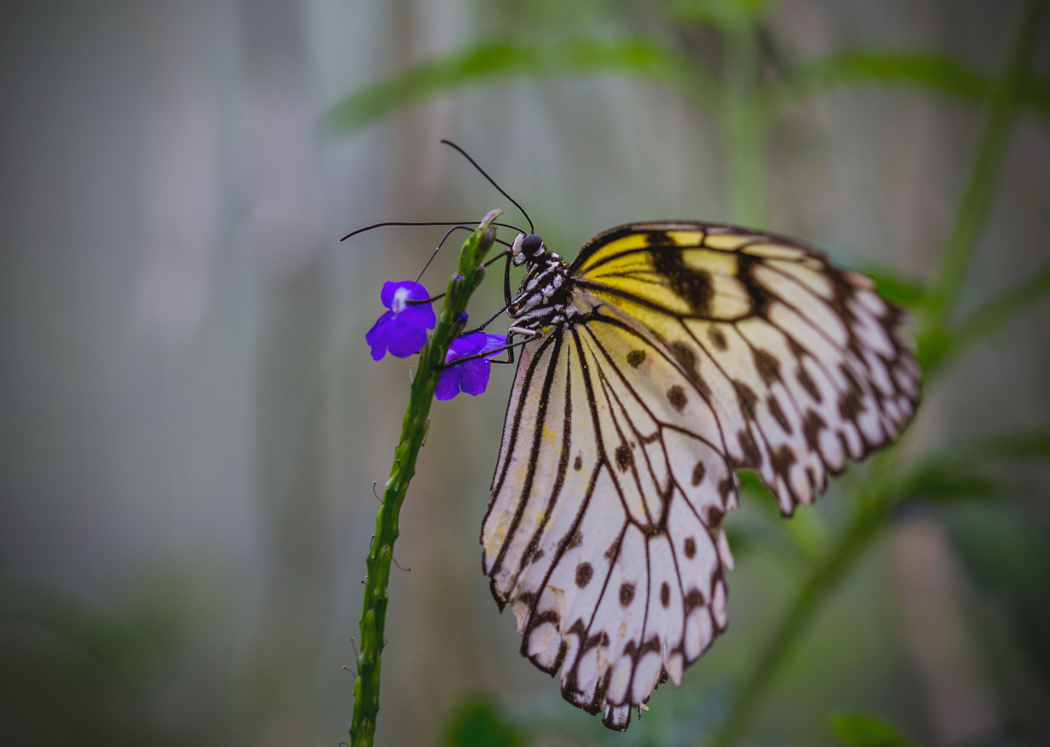 Schmetterling