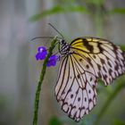 Schmetterling