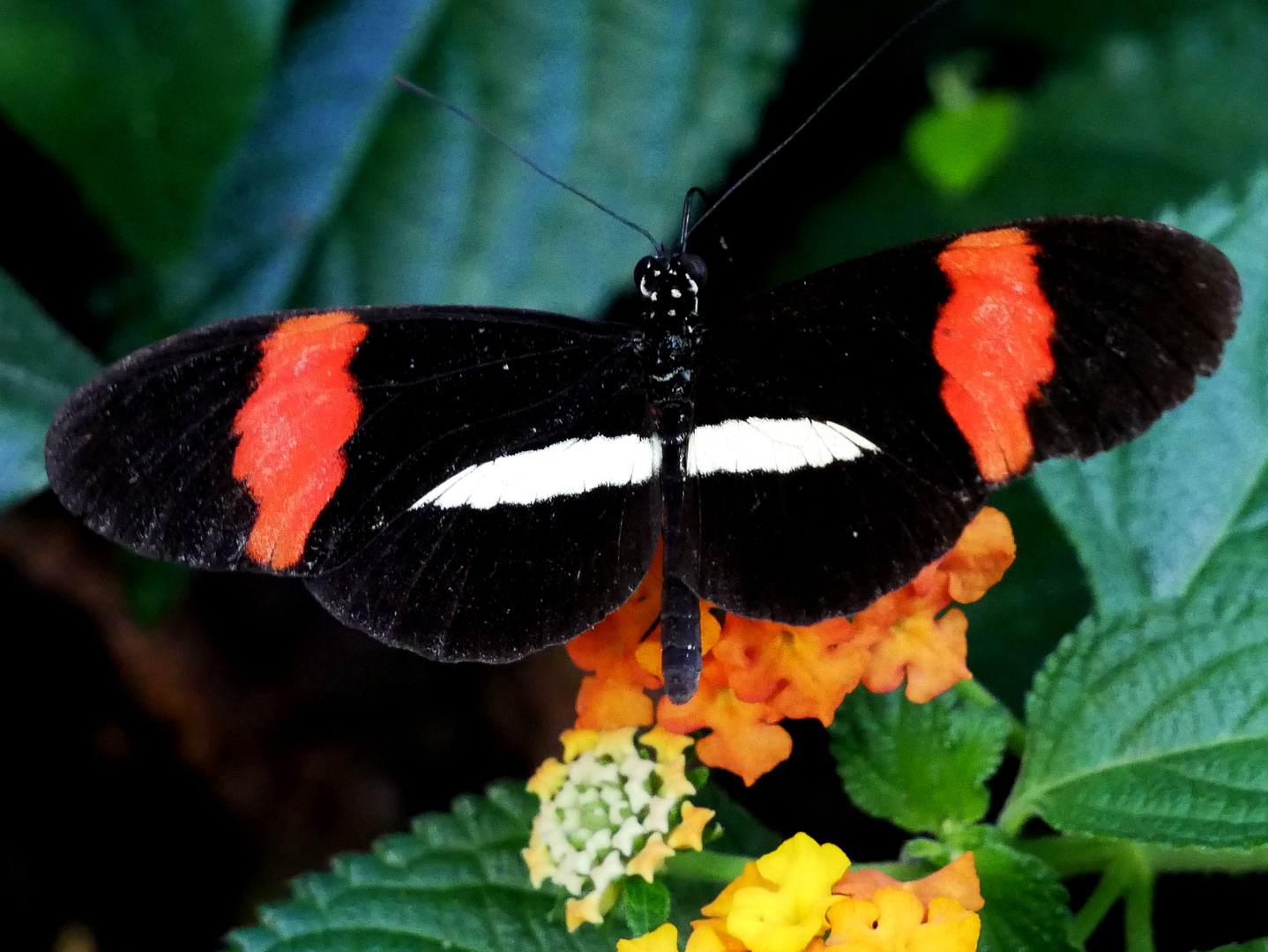 Schmetterling