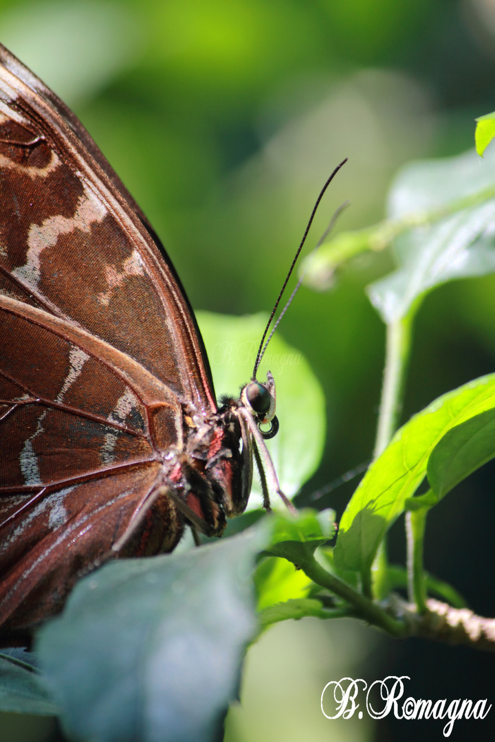 Schmetterling