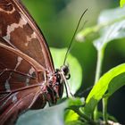 Schmetterling