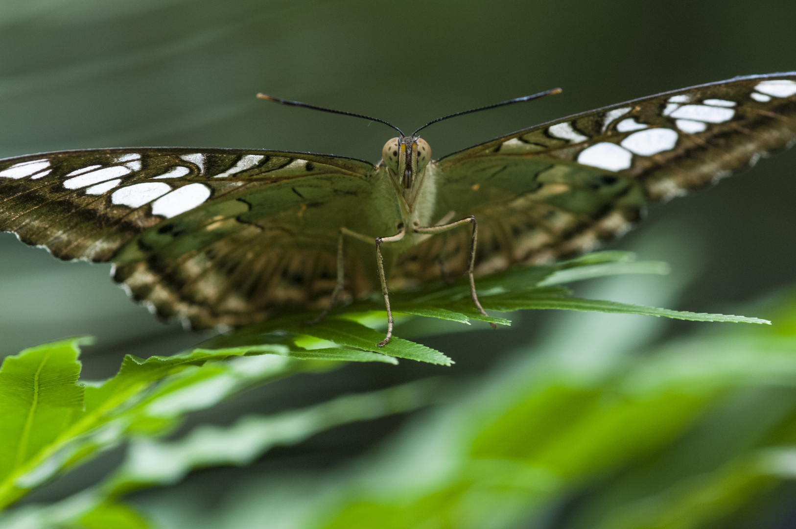 Schmetterling