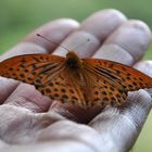 Schmetterling