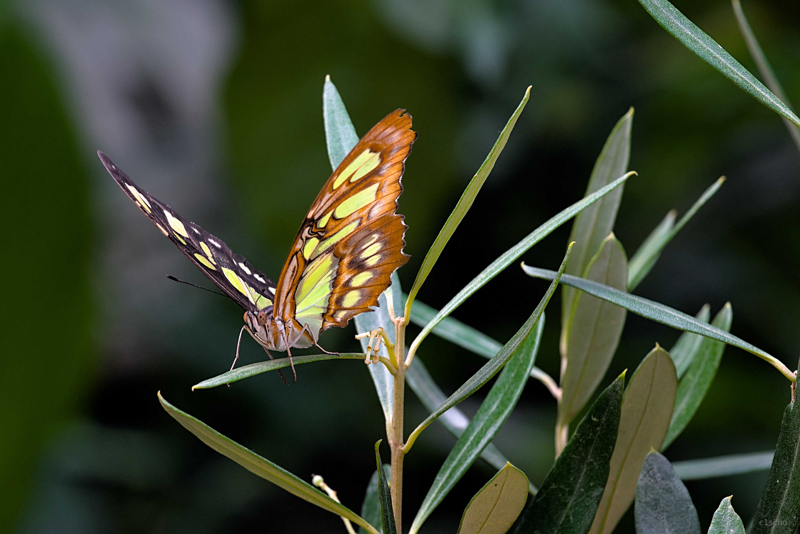 Schmetterling