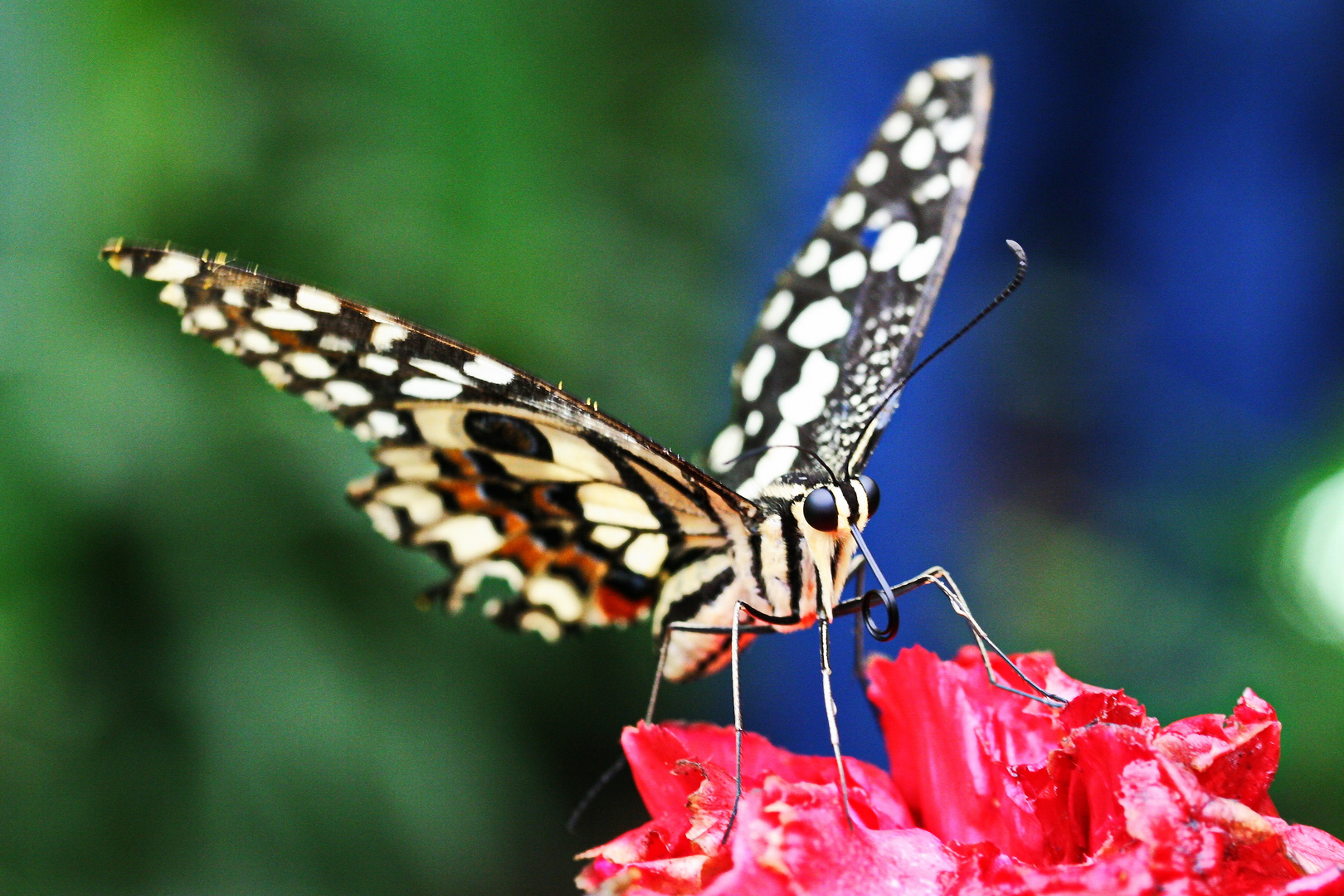 Schmetterling