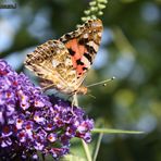 Schmetterling