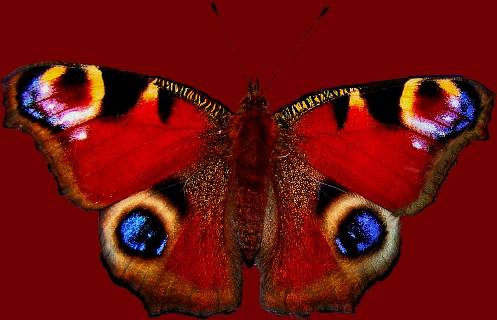 schmetterling