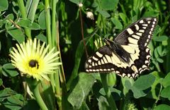 Schmetterling