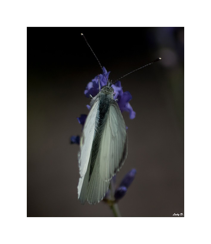 Schmetterling