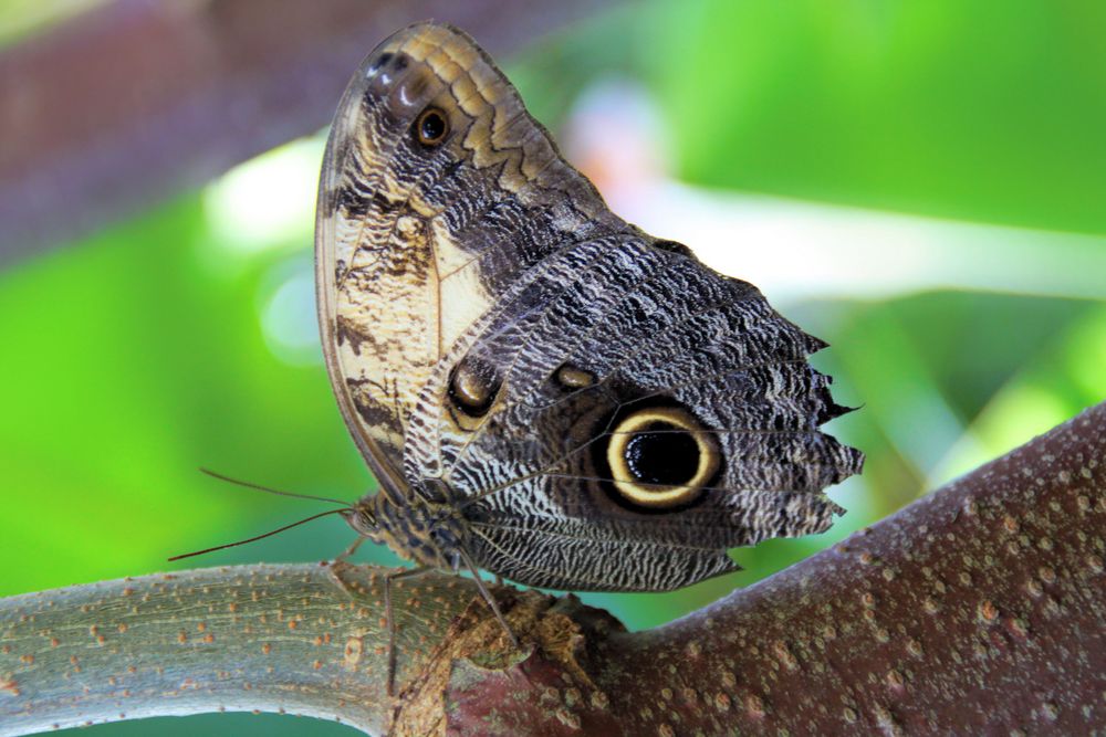 Schmetterling