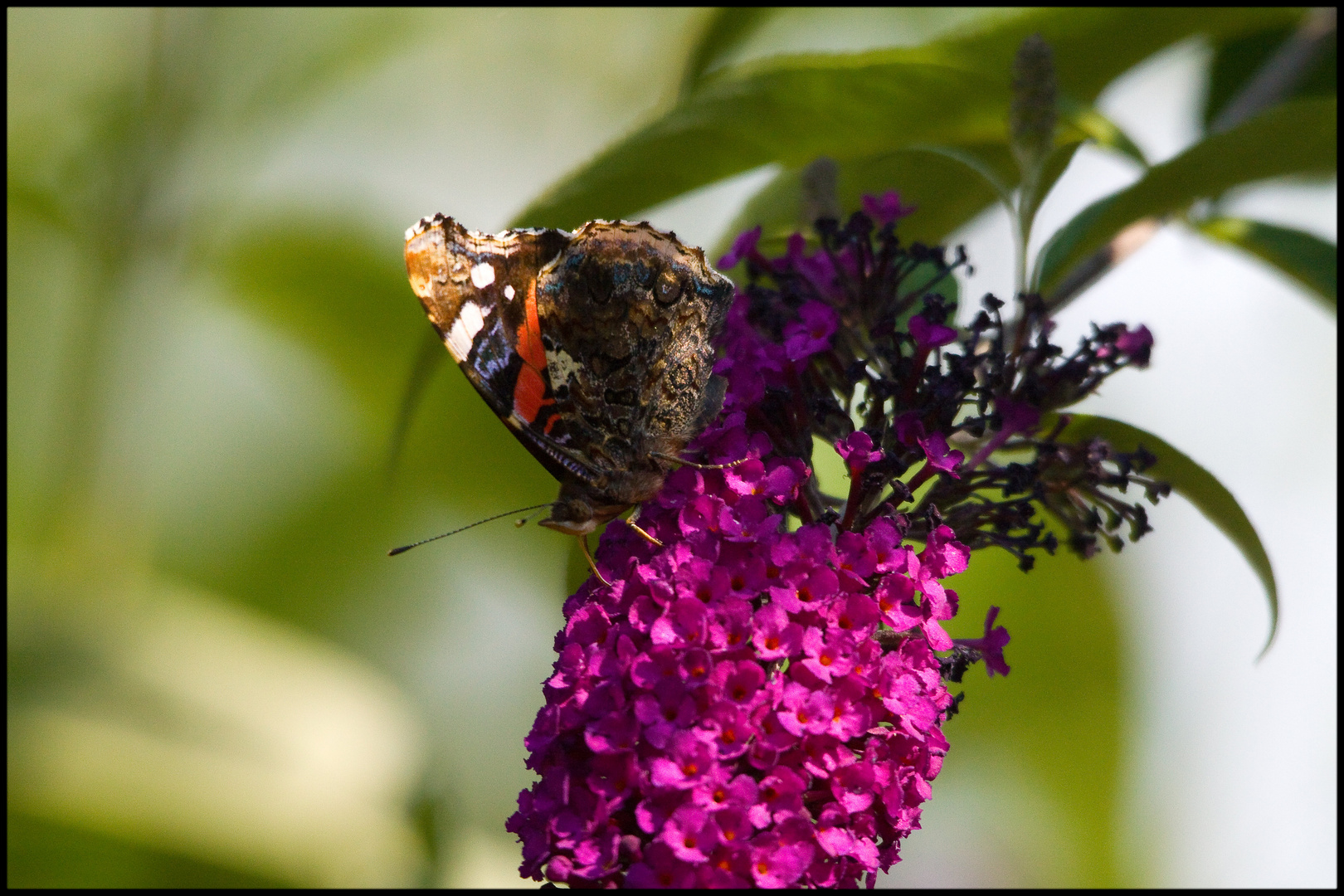 Schmetterling