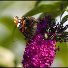 Schmetterling