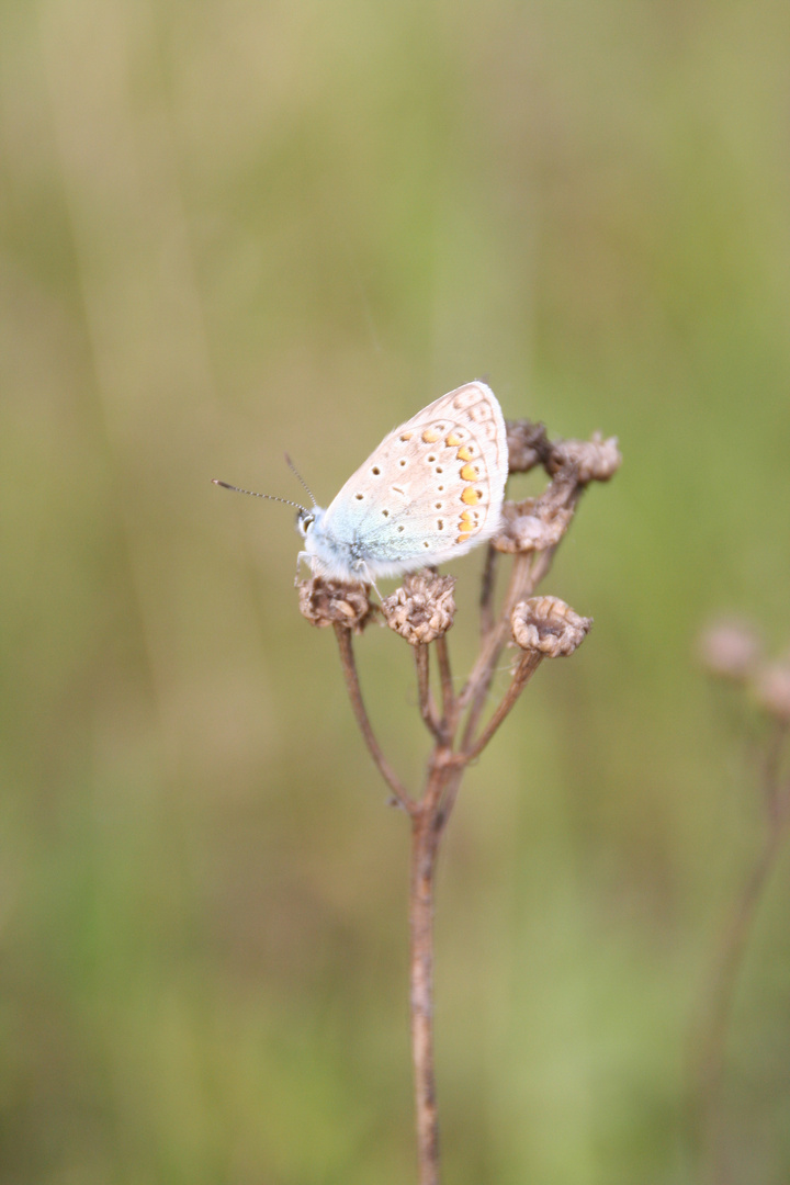 Schmetterling