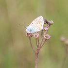 Schmetterling