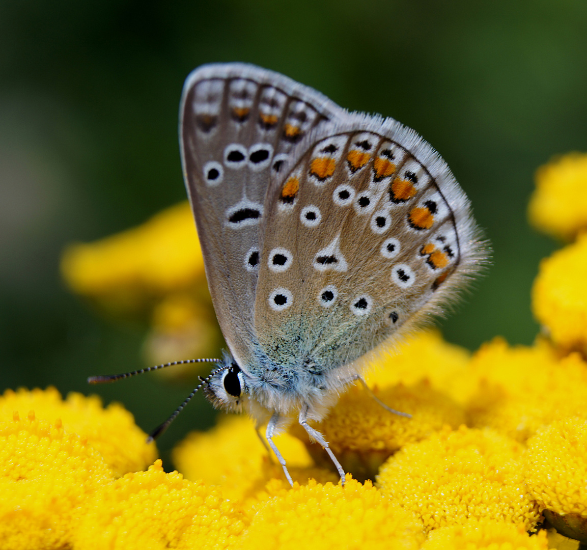 Schmetterling