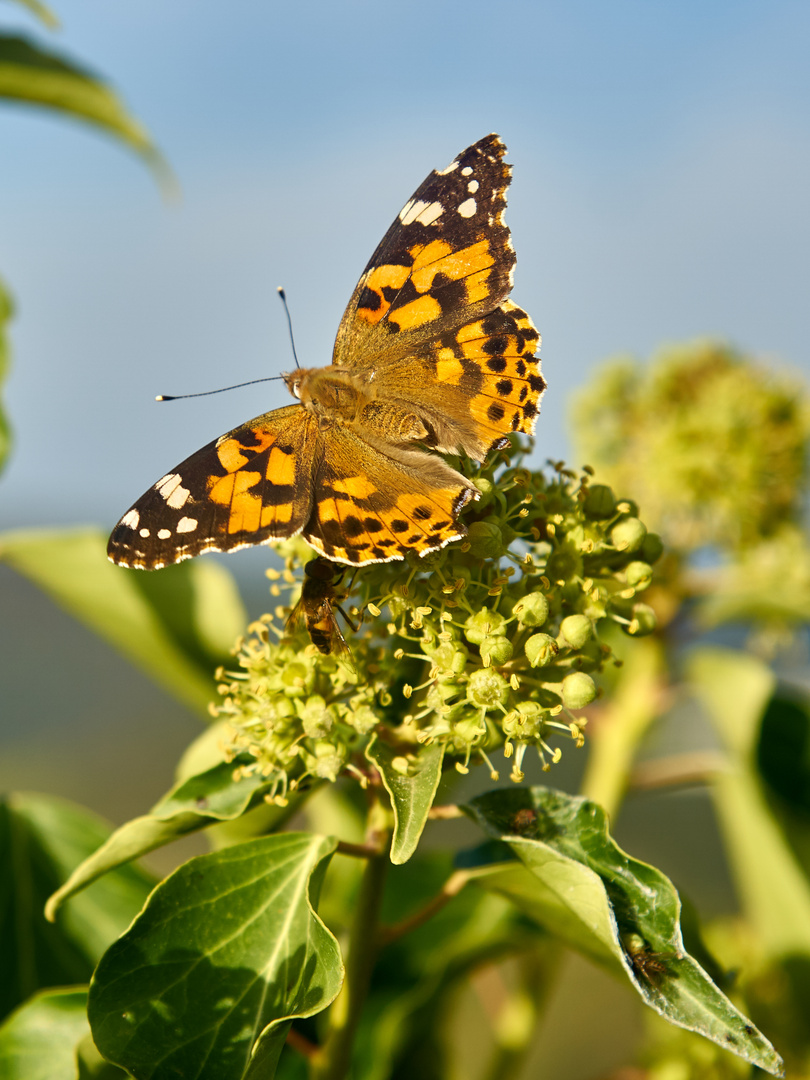 Schmetterling