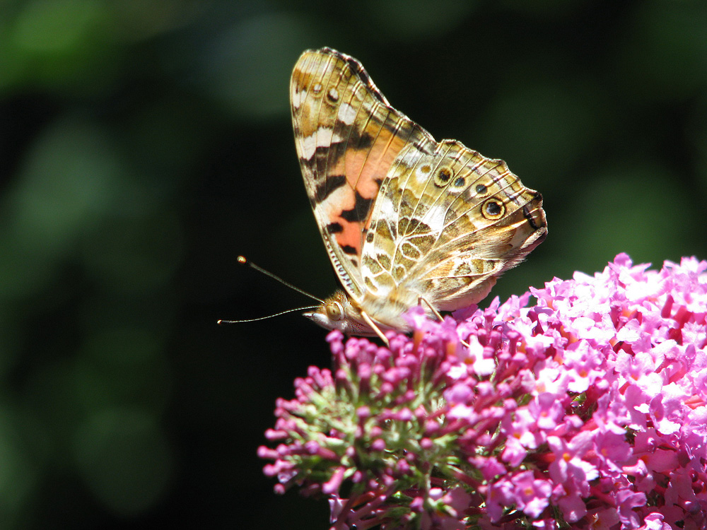 Schmetterling