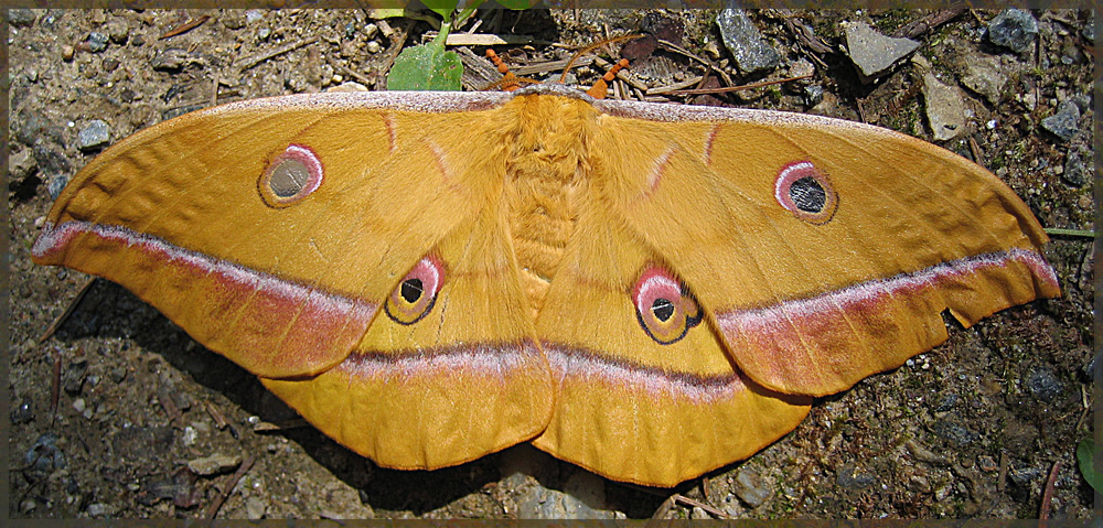 Schmetterling