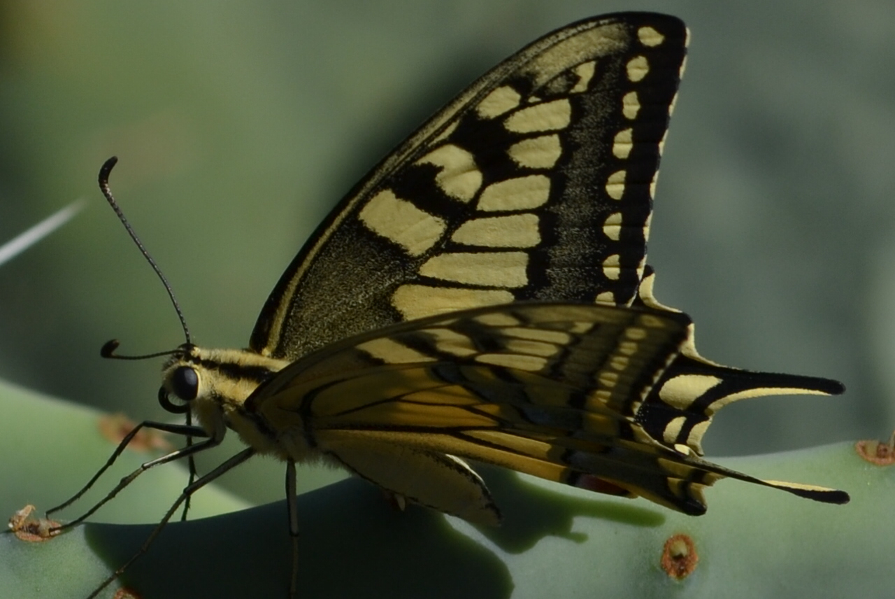 Schmetterling