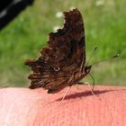 Schmetterling