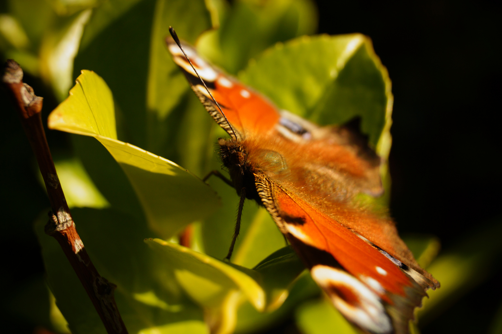 Schmetterling