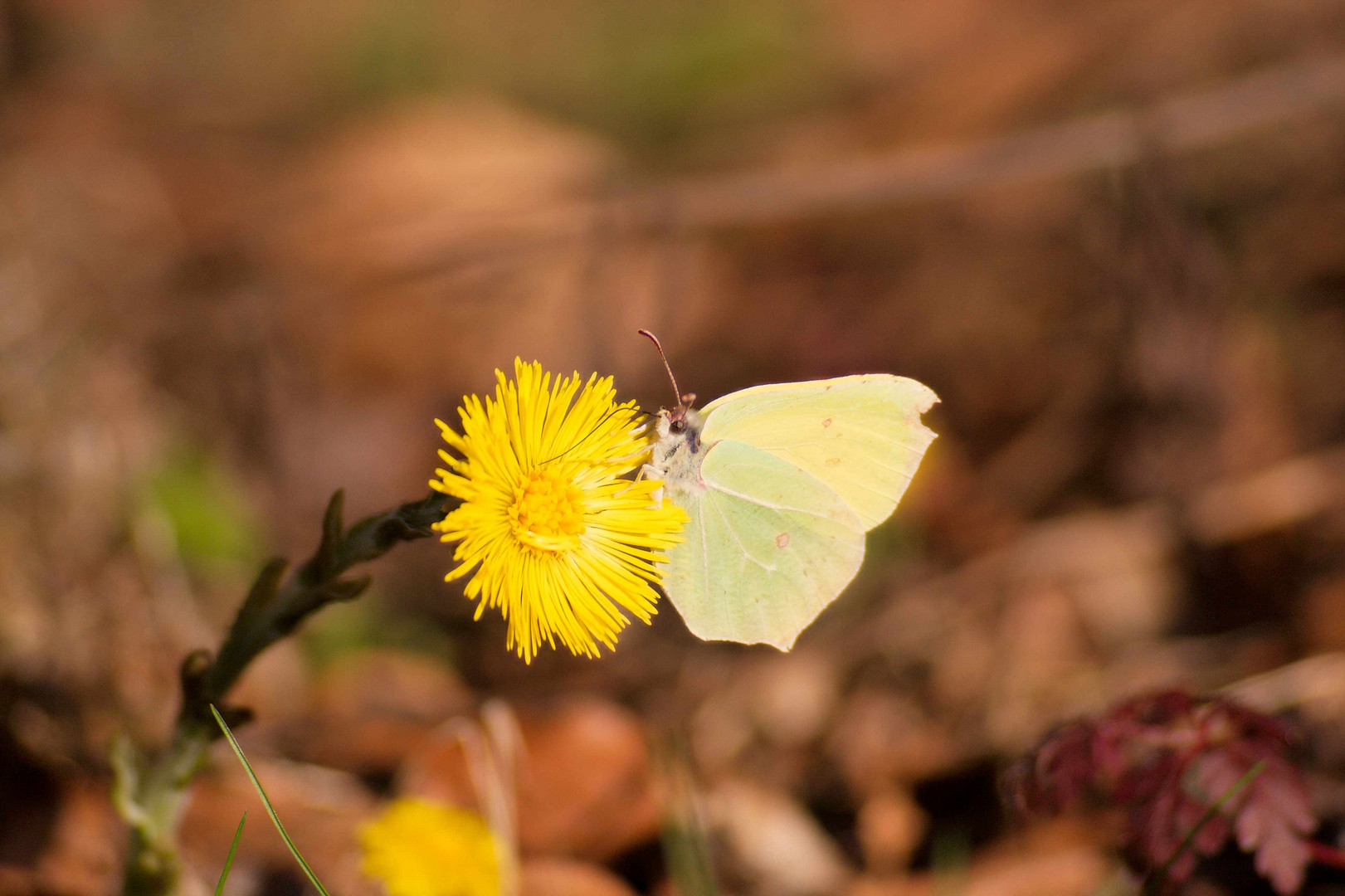 Schmetterling