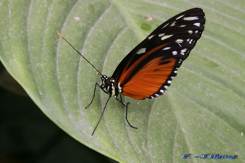 Schmetterling