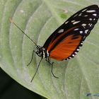 Schmetterling