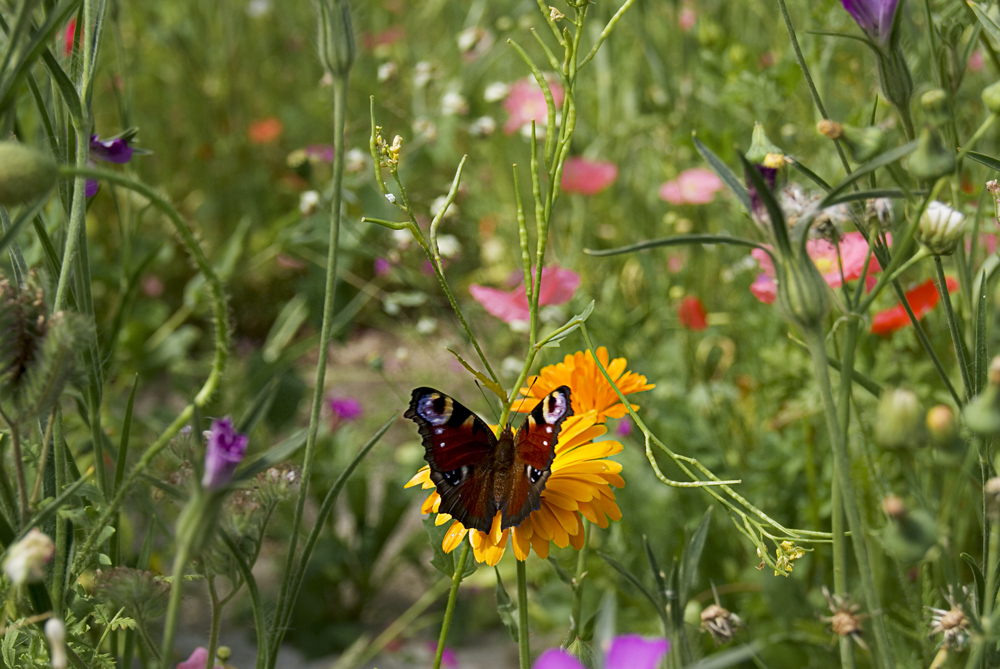 Schmetterling