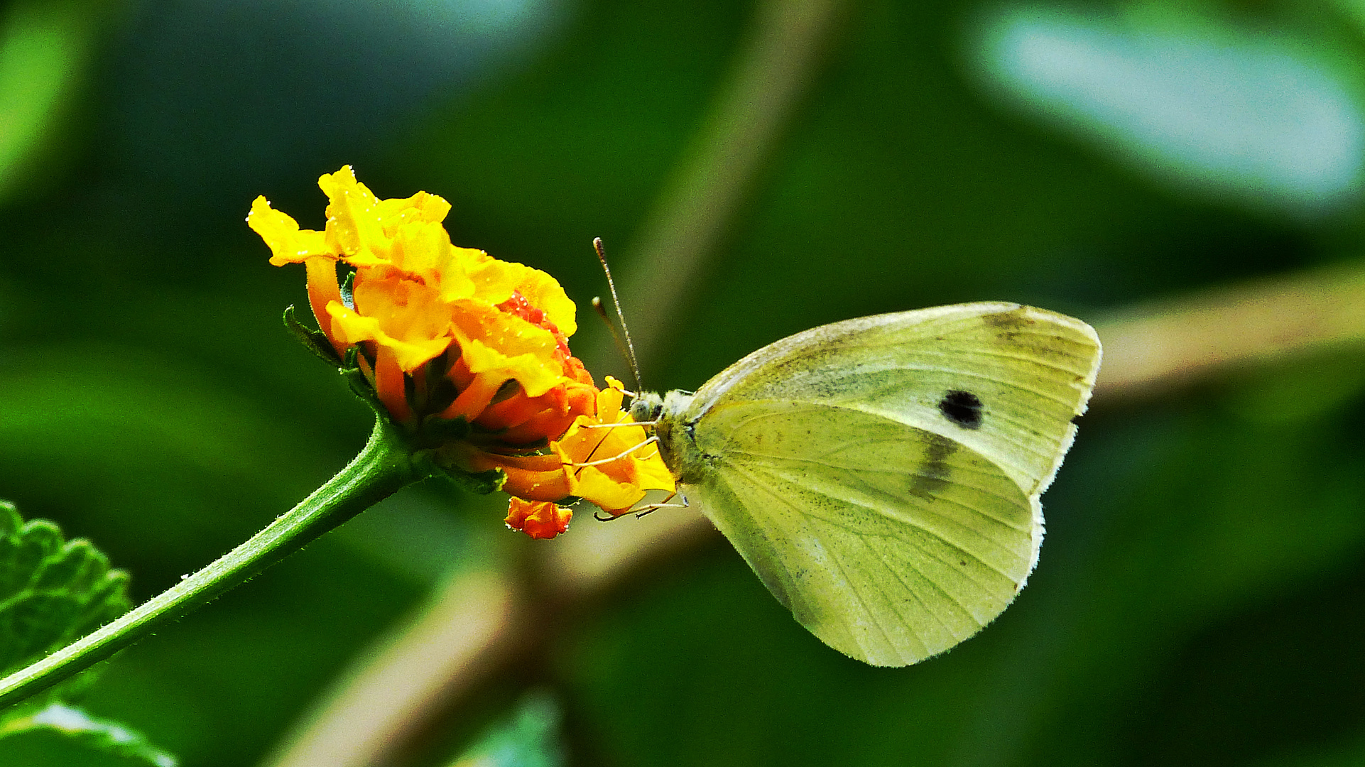 Schmetterling