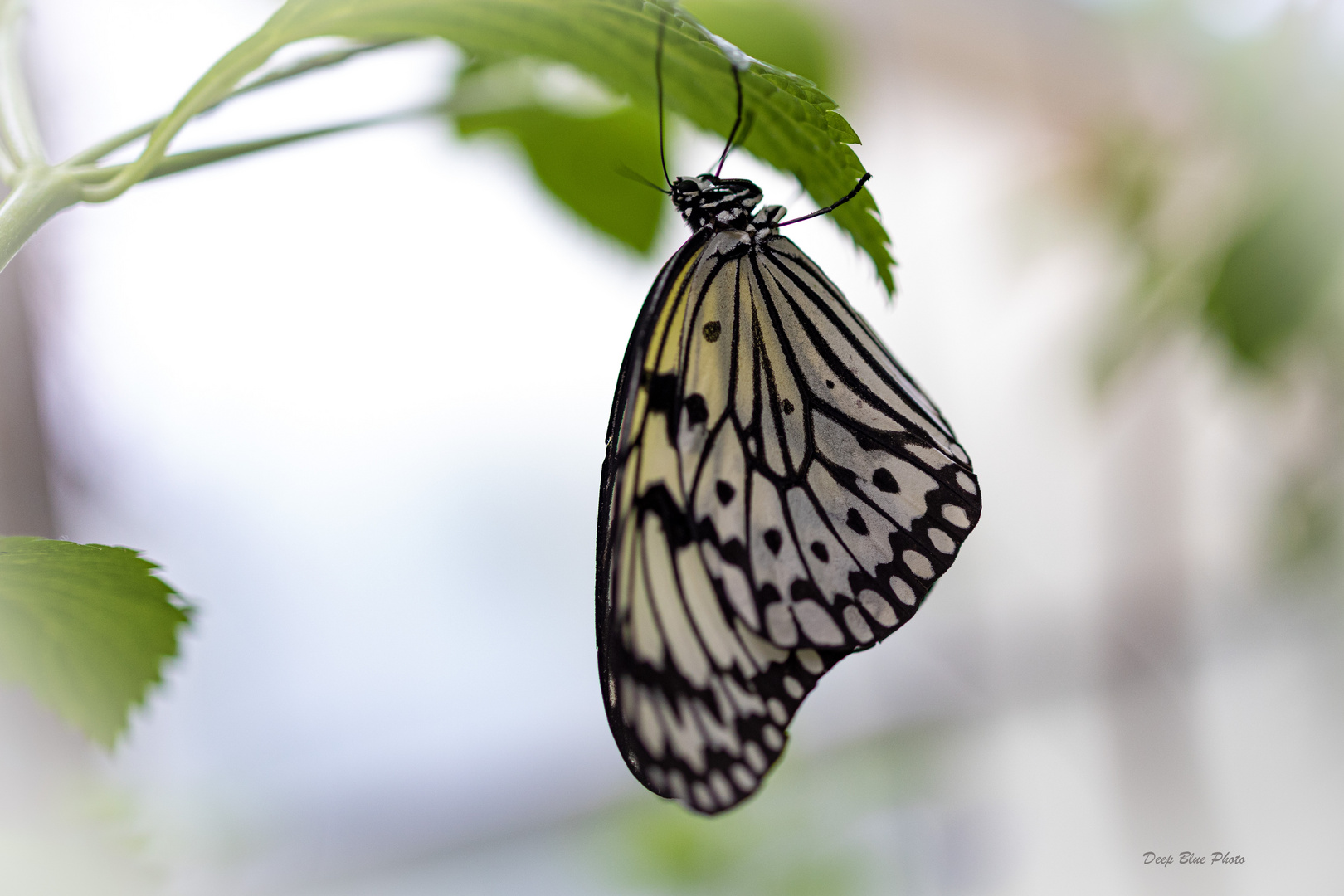 Schmetterling