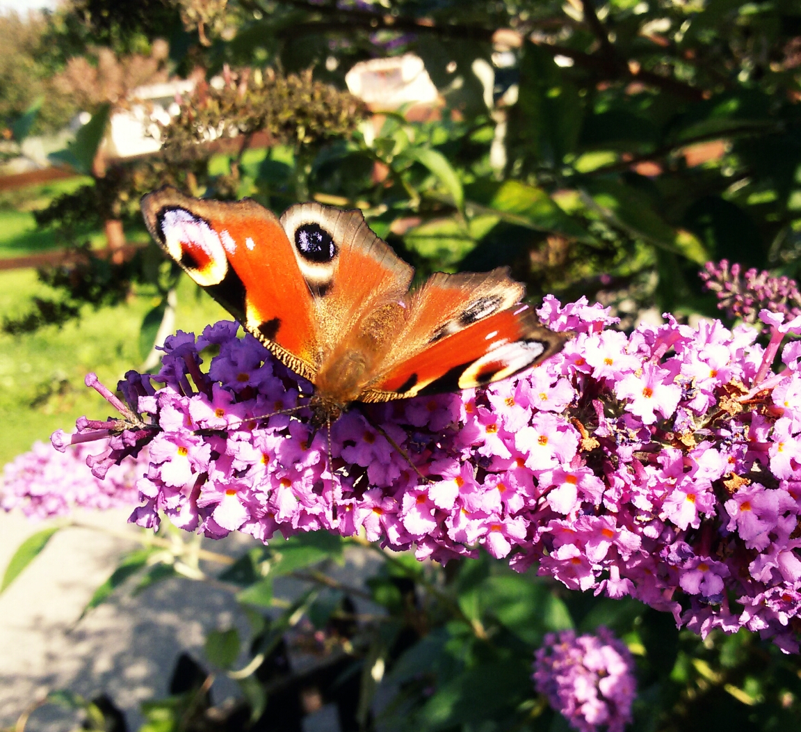 schmetterling