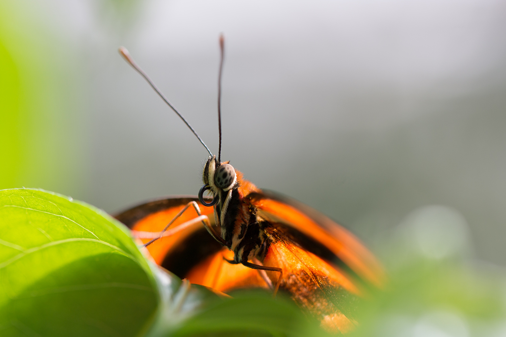 Schmetterling