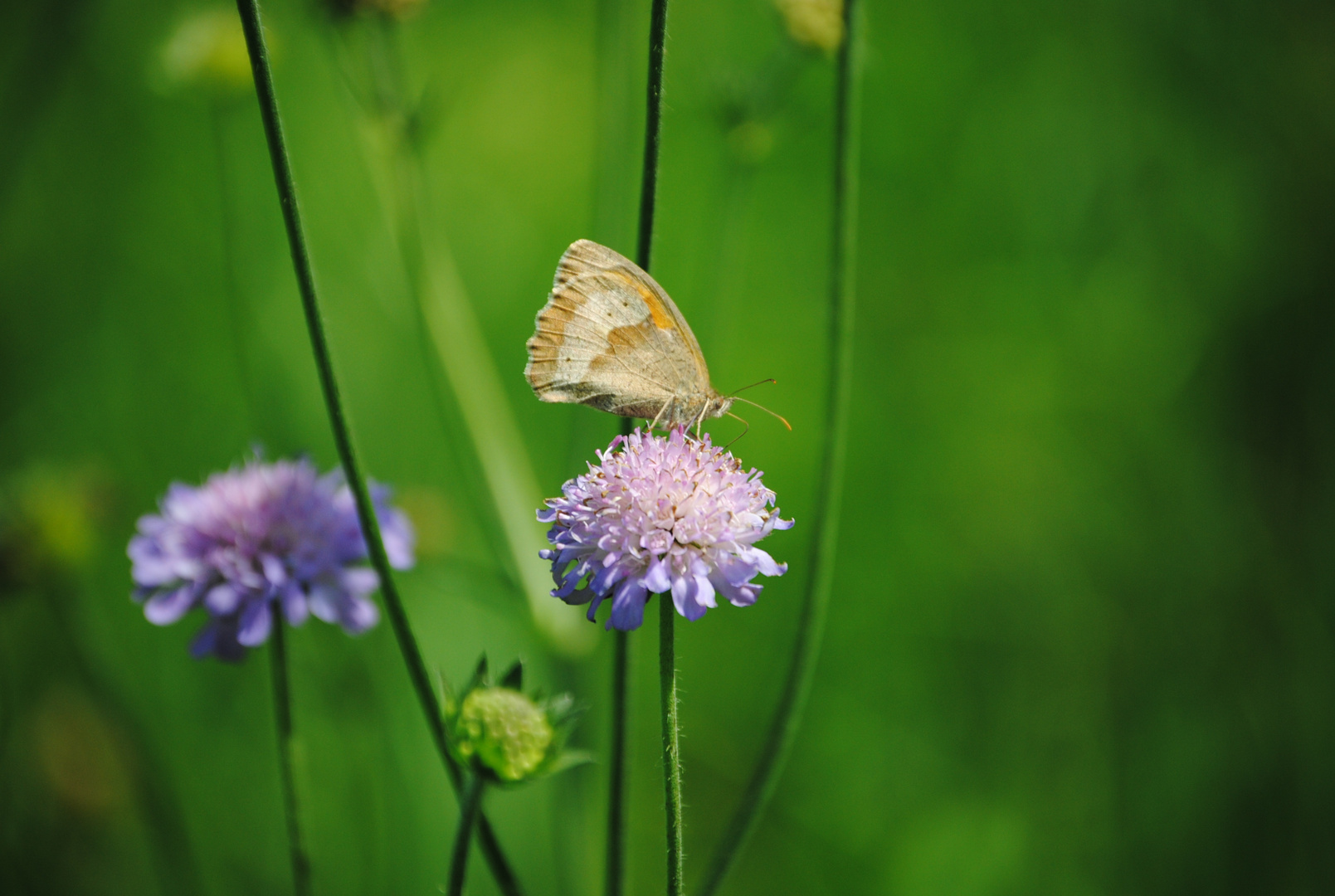 Schmetterling