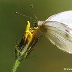 Schmetterling