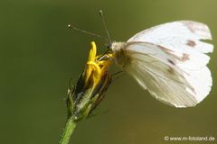 Schmetterling