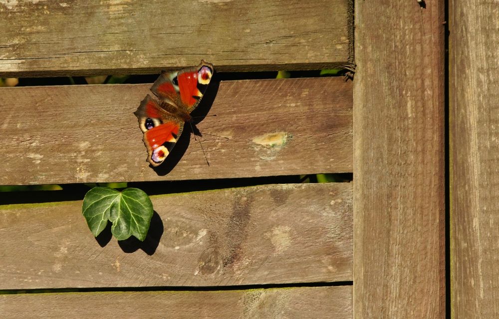 Schmetterling