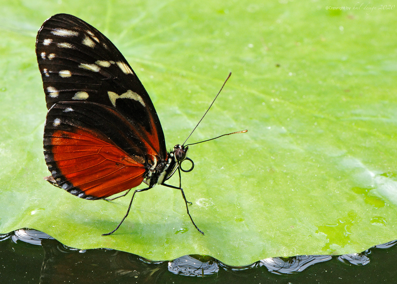 Schmetterling