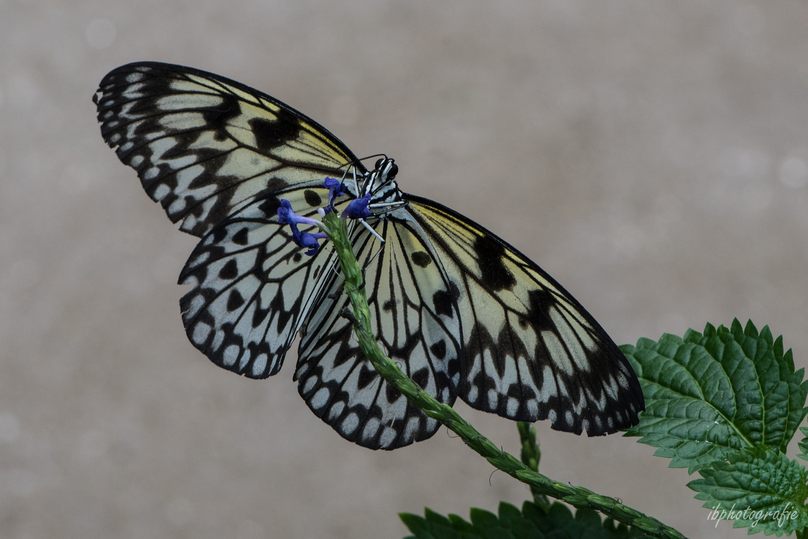 Schmetterling