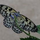 Schmetterling